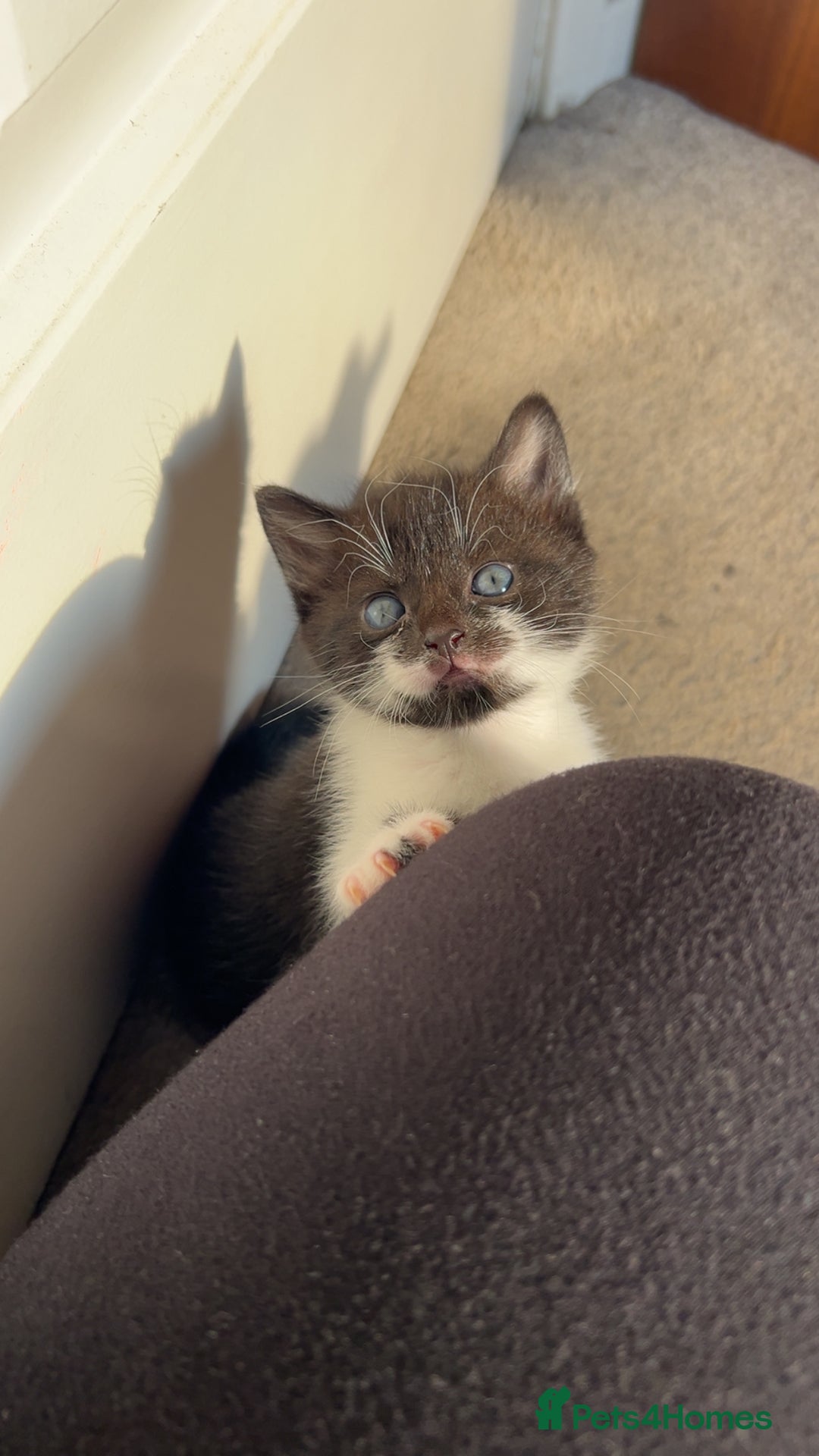 Mixed Breed cats for sale: Black and white female kitten - Image 4