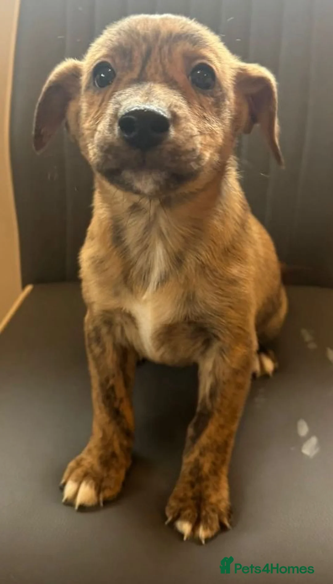 Mixed Breed dogs for sale: 5 Staff x beagle  - Advert 3