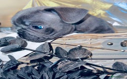 French Bulldog dogs for sale: French Bulldogs  - Image 20