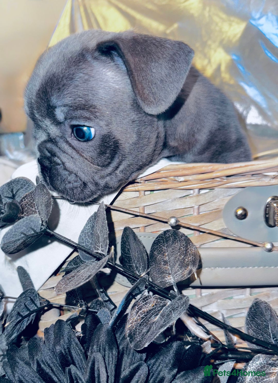 French Bulldog dogs for sale: French Bulldogs  - Image 20