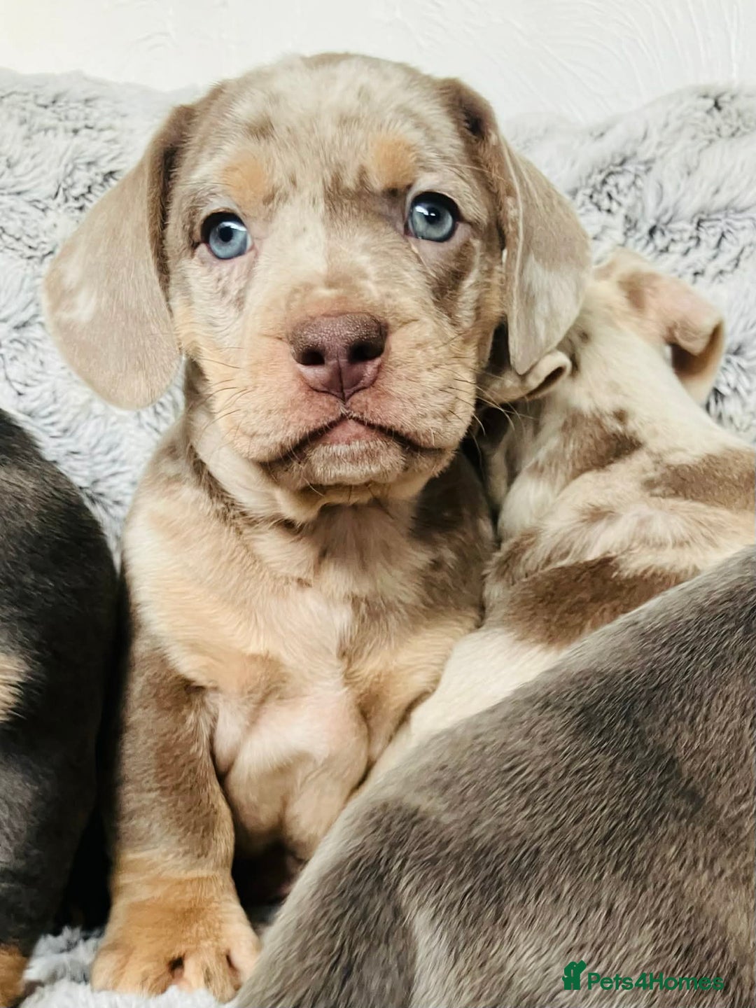 Mixed Breed dogs for sale: Bulldog x Mini Dachshund Puppies - Advert 18