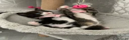 Mixed Breed cats for sale: Beautiful kittens looking for loving home in Enfield - Advert 7
