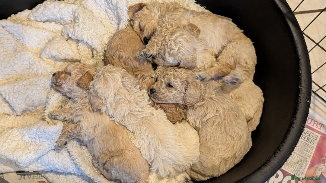 Poochon dogs for sale: Stunning F1 Toy Poochon Puppies BOYS - Image 16