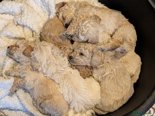 Poochon dogs - Advert 14