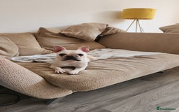 French Bulldog dogs for sale: Loving French Bulldog Looking For Suitable Home - Image 2