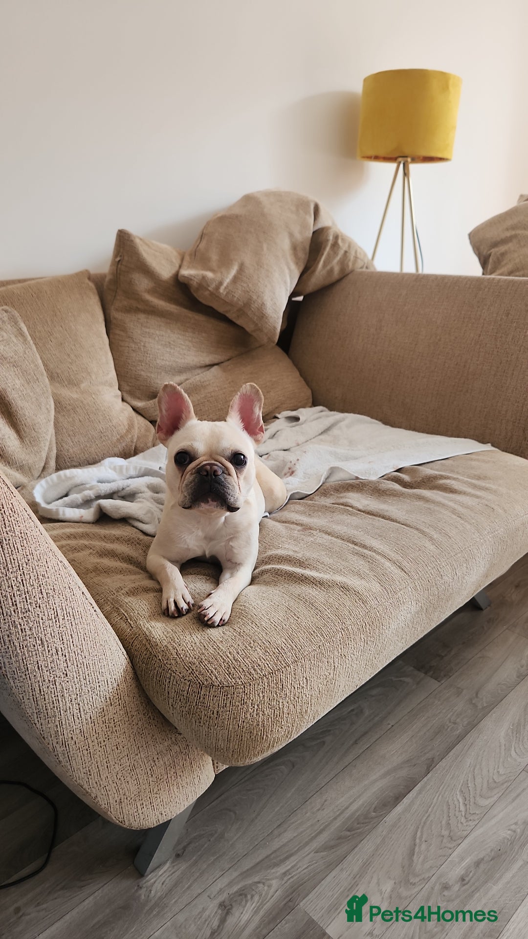 French Bulldog dogs for sale: Loving French Bulldog Looking For Suitable Home - Image 2