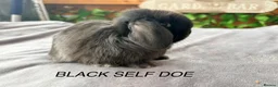 Mini Lop rabbits for sale: BEAUTIFUL Mini lops  - Advert 3