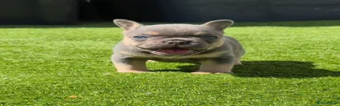French Bulldog 2