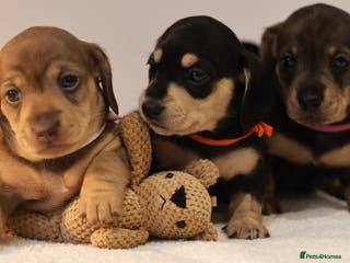 Miniature Dachshund dogs 5*Licensed+KC+PRAclear+VETchecked+Chocolate&Cream - Advert 4
