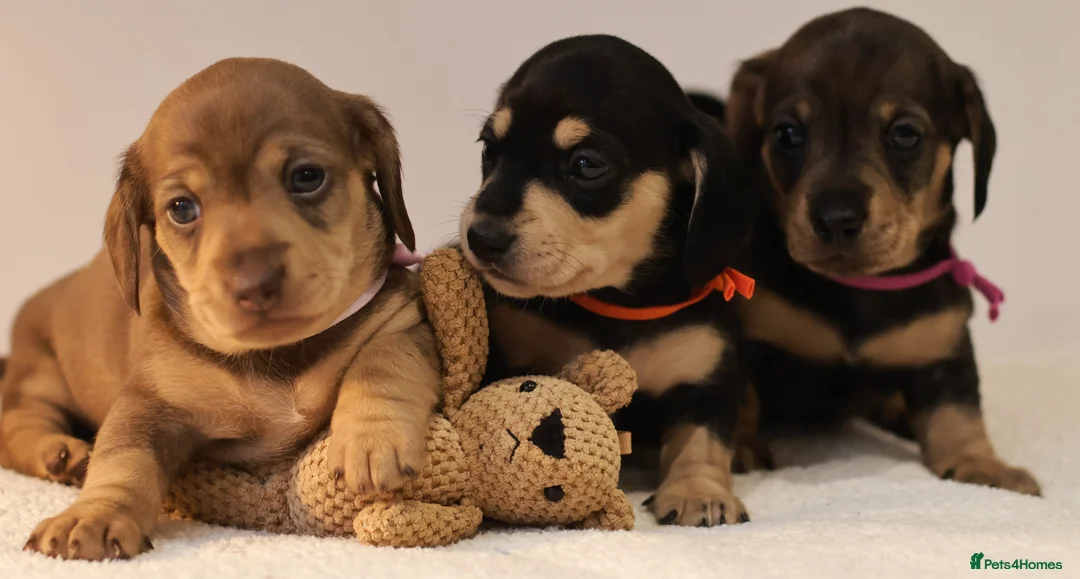 Miniature Dachshund dogs for sale: 5*Licensed+KC+PRAclear+VETchecked+Chocolate&Cream - Advert 1