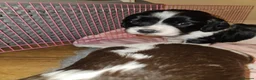 English Springer Spaniel dogs for sale: English Springer Spaniel KC Reg - working lines - Advert 12