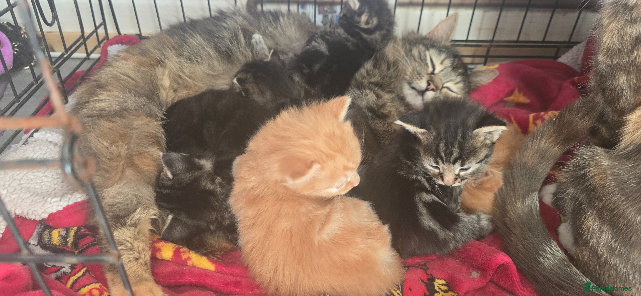 Mixed Breed cats 8 kittens for sale - Advert 1