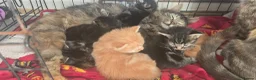Mixed Breed cats for sale: 8 kittens for sale in Ammanford - Advert 1