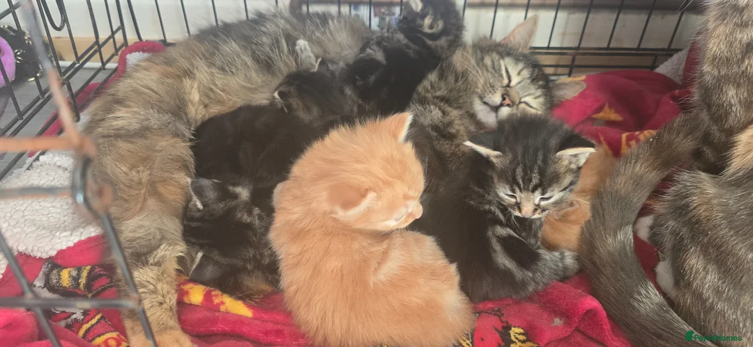 Mixed Breed cats for sale: 8 kittens for sale in Ammanford - Advert 1