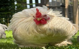 Chickens poultry for sale: Pekin bantam pair  - Image 3