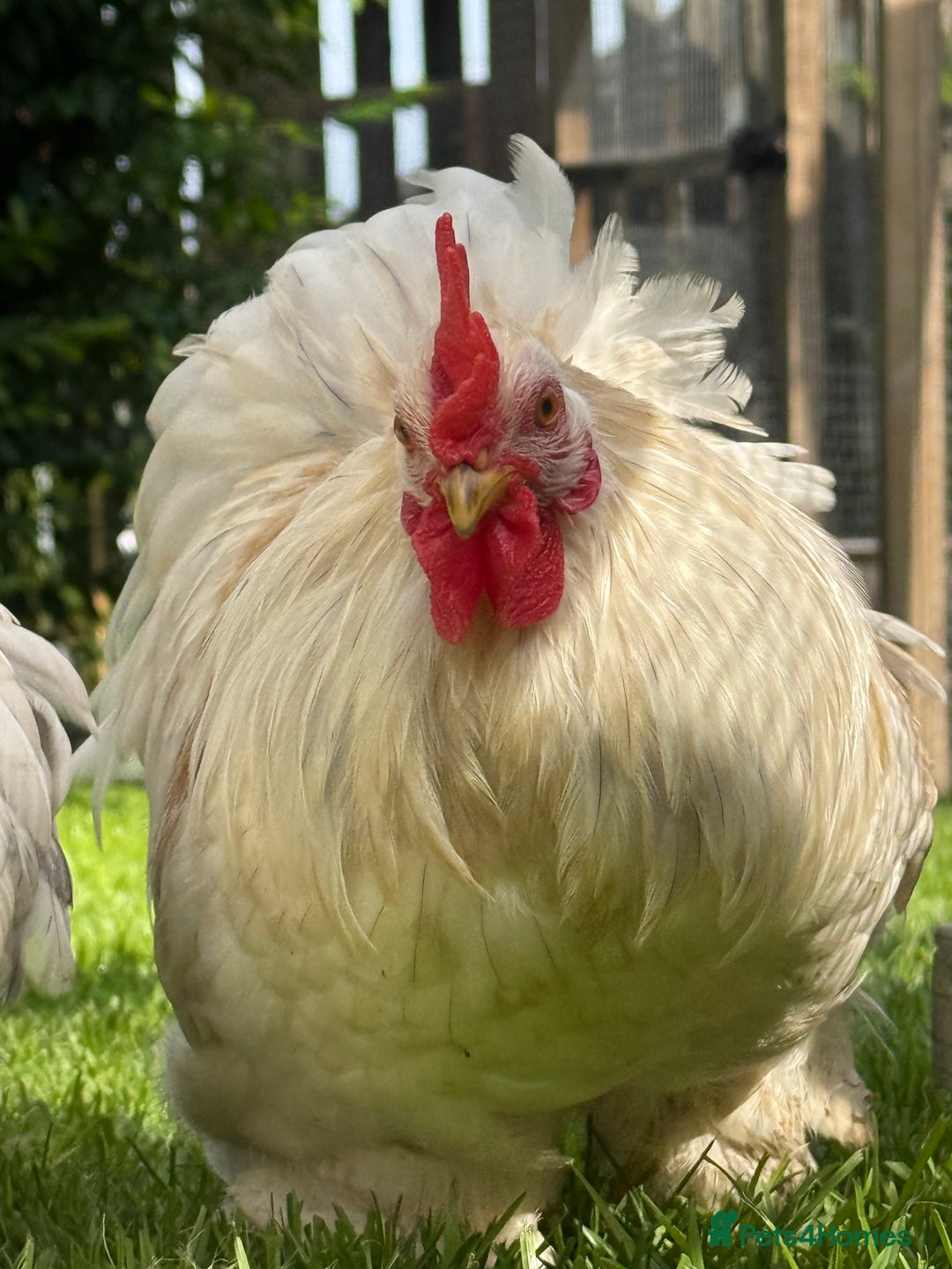 Chickens poultry for sale: Pekin bantam pair  - Image 3
