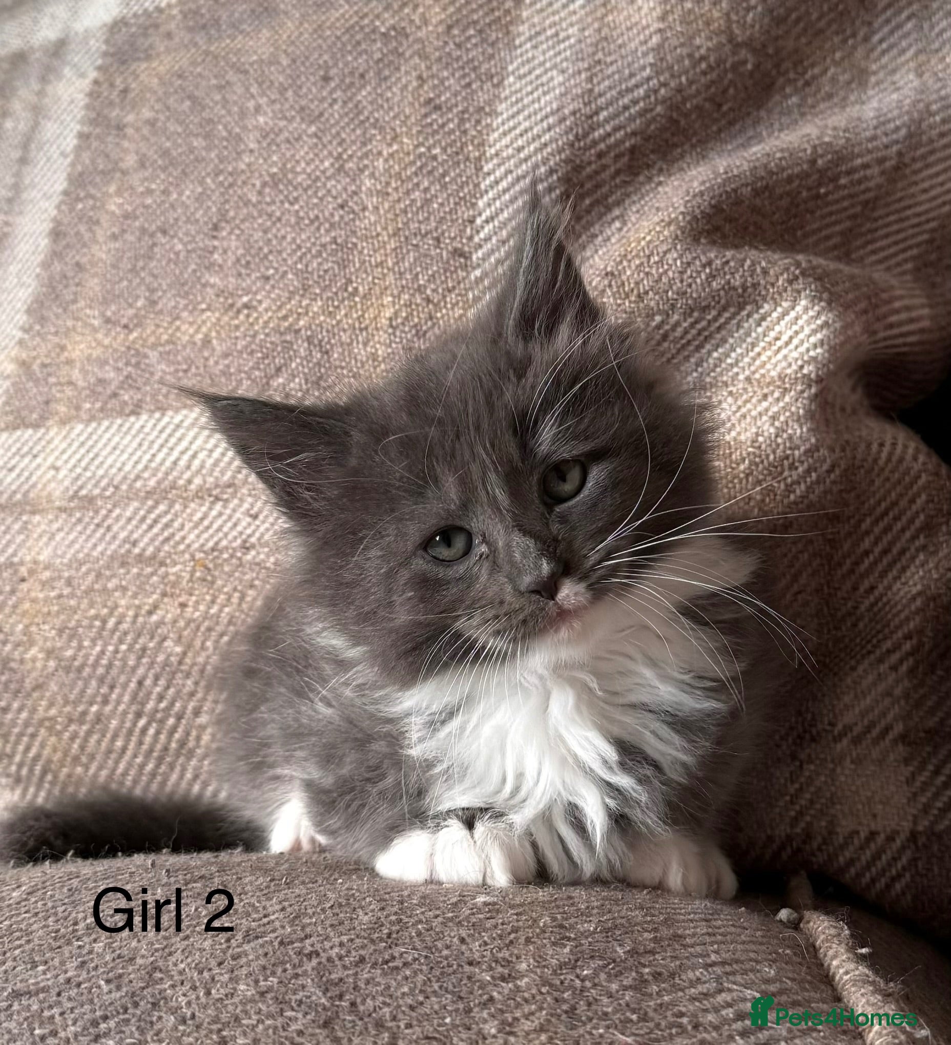 Mixed Breed cats Ragcoon Kittens - Advert 9