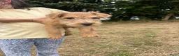 Lakeland Terrier dogs for sale: Lakeland Terrier pups - Advert 6