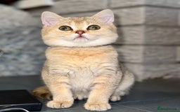 British Shorthair cats for sale: *READY NOW* TICA registered BSH kittens - Image 5
