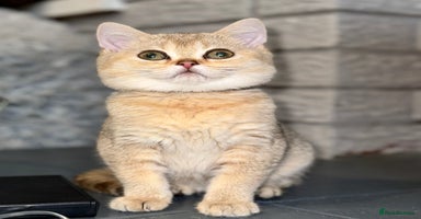 British Shorthair cats - Advert 4