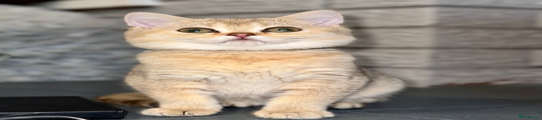 British Shorthair Kitten 3