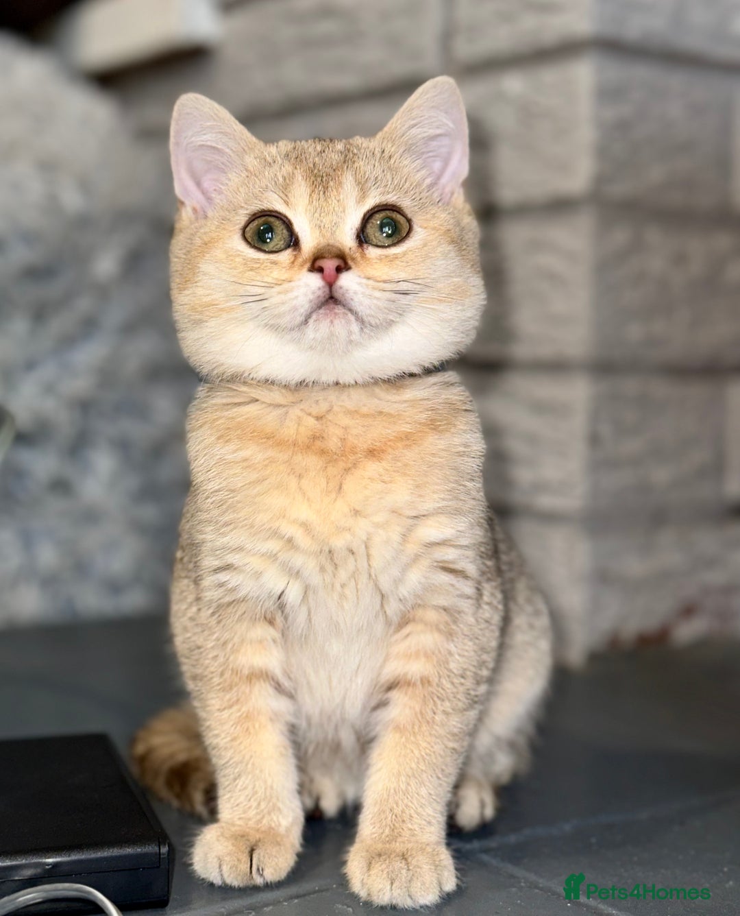 British Shorthair cats for sale: *READY NOW* TICA registered BSH kittens - Image 5