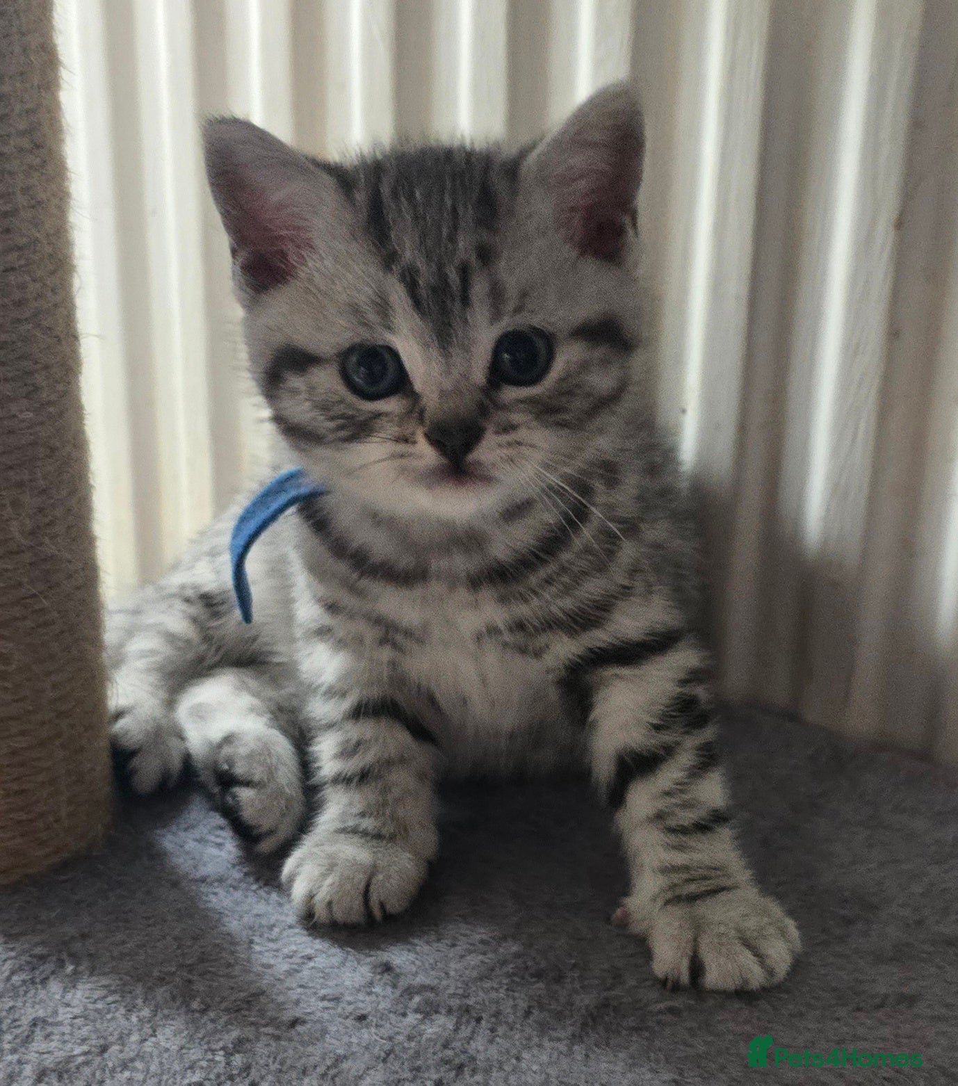 British Shorthair cats Beautiful bsh kittens  - Advert 1
