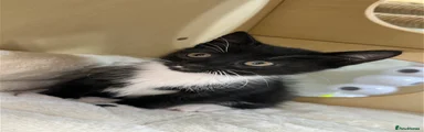 Mixed Breed Kitten 2