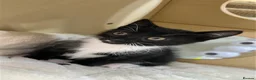 Mixed Breed cats for sale: Two Beautiful Kitten Sisters Looking for  Home - Advert 5