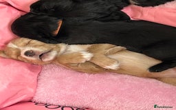 Sprocker dogs for sale:  Sprocker Spaniel READY TO LEAVE!!! 🐶 Only 1 left - Image 24