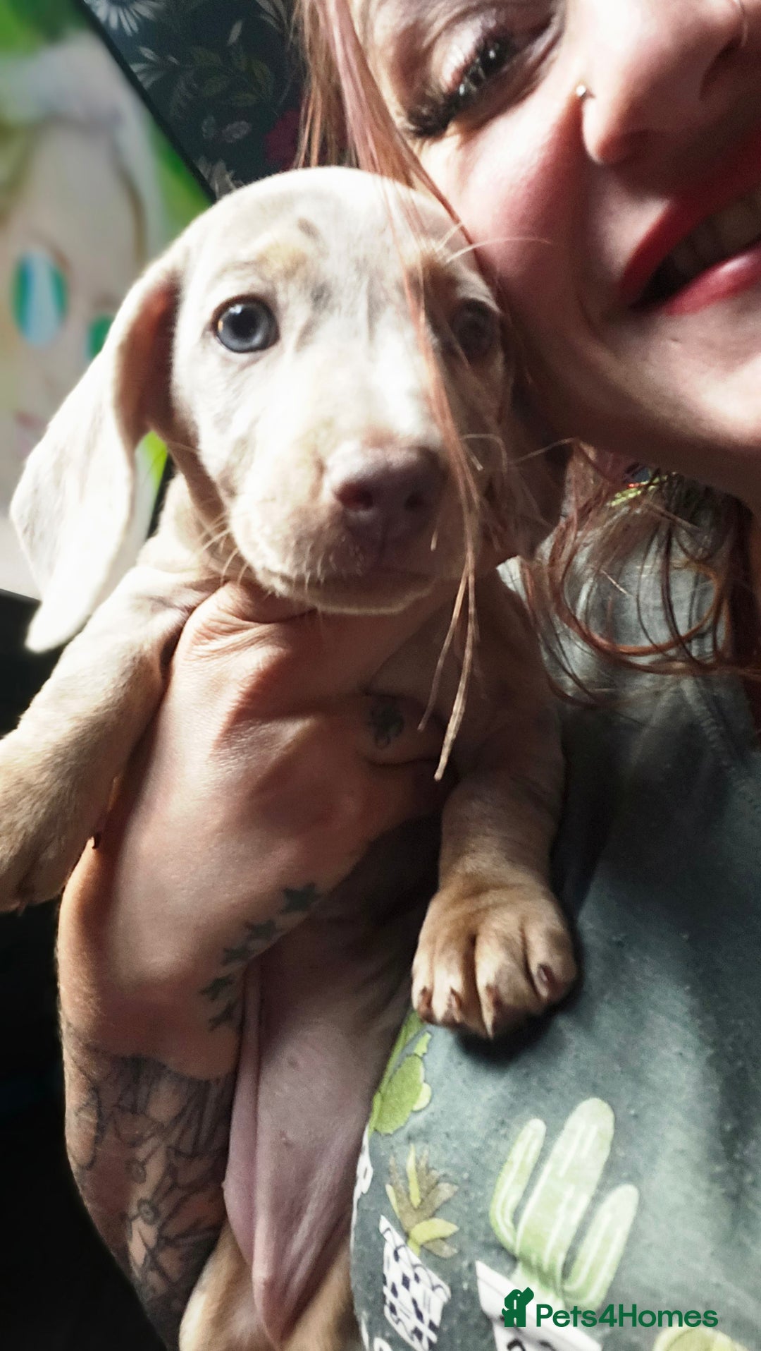 Dachshund dogs for sale: Ready now, last 3 Dachshund Puppies - Image 16
