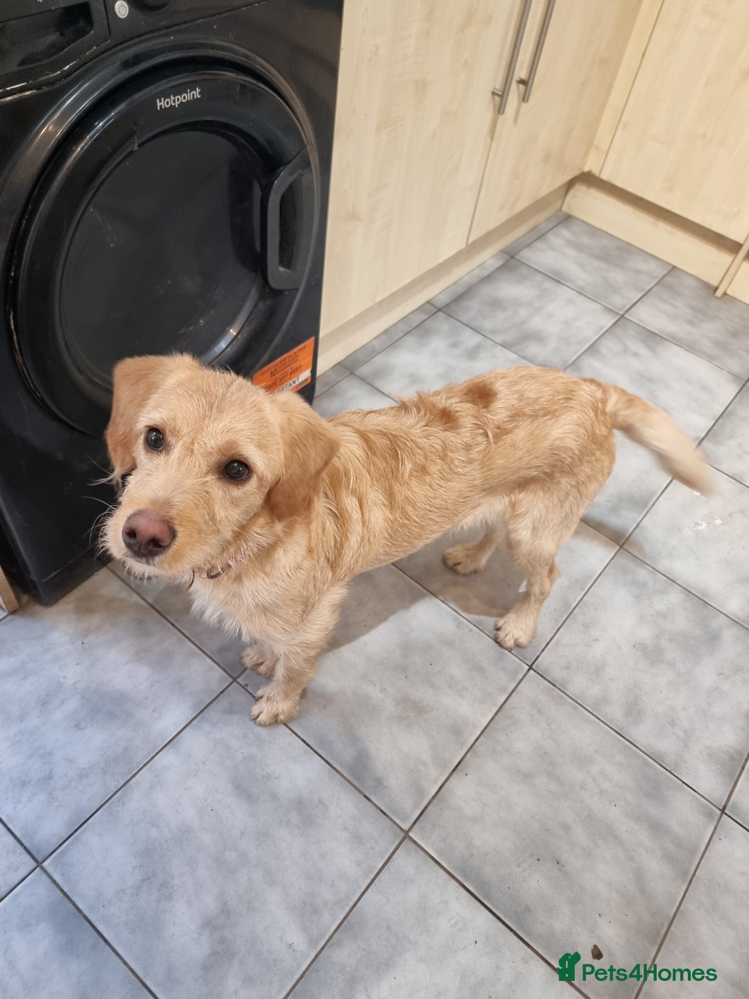 Labradoodle dogs for sale: Labradoodle Rosa   - Advert 3