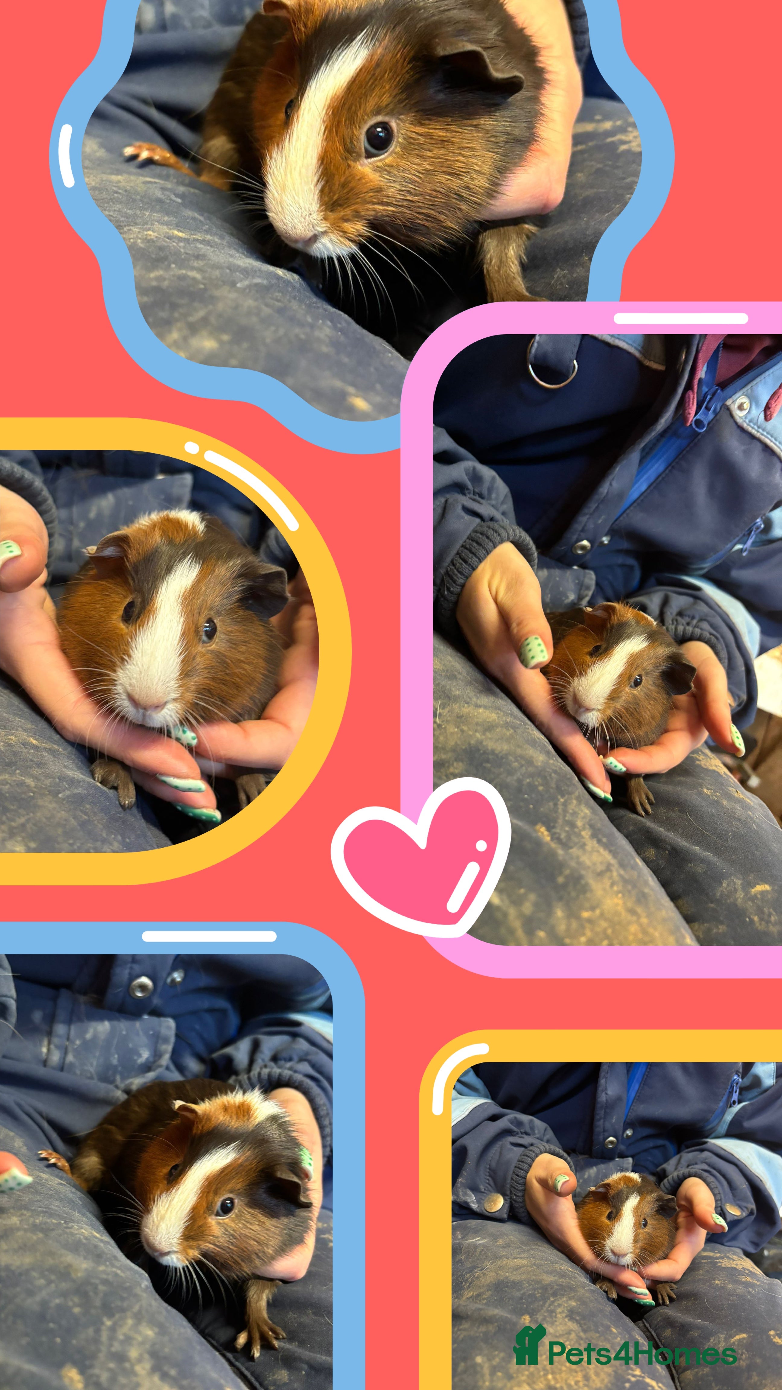 Guinea Pig rodents Guinea Pigs - Young Males & Females - Advert 18