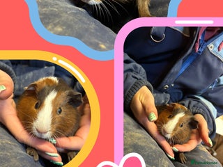 Guinea Pig rodents Guinea Pigs - Young Males & Females - Advert 1