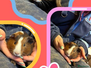 Guinea Pig rodents Guinea Pigs - Young Males & Females - Advert 17