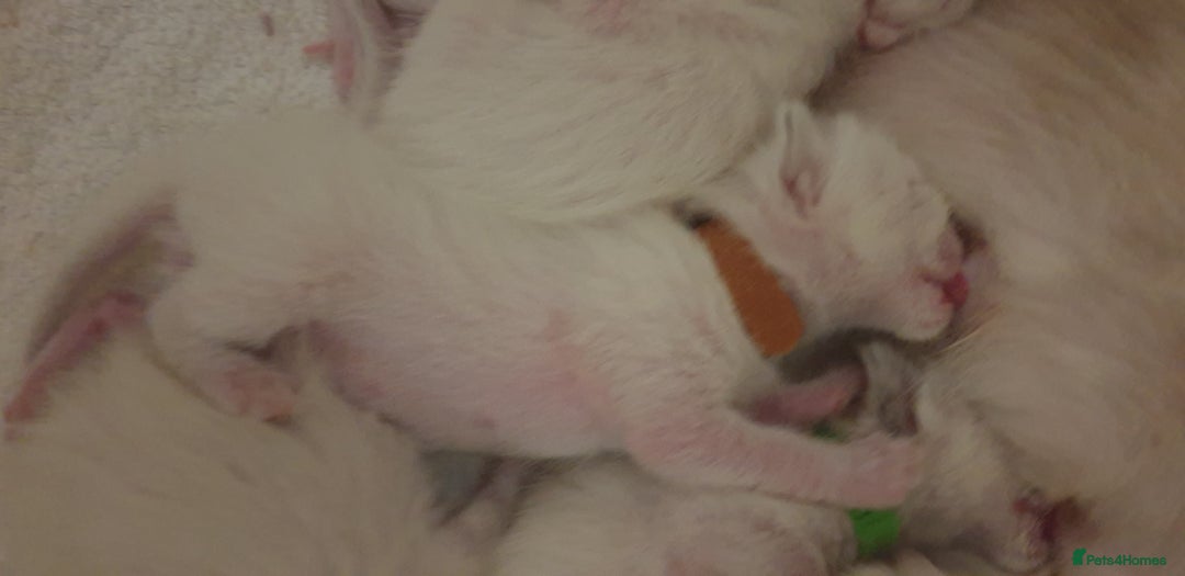 Ragamese cats for sale: Beautiful Ragamese Kittens  - Advert 15