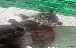 Mixed Breed cats for sale: 4 adorable kitten for sale💕 - Image 7