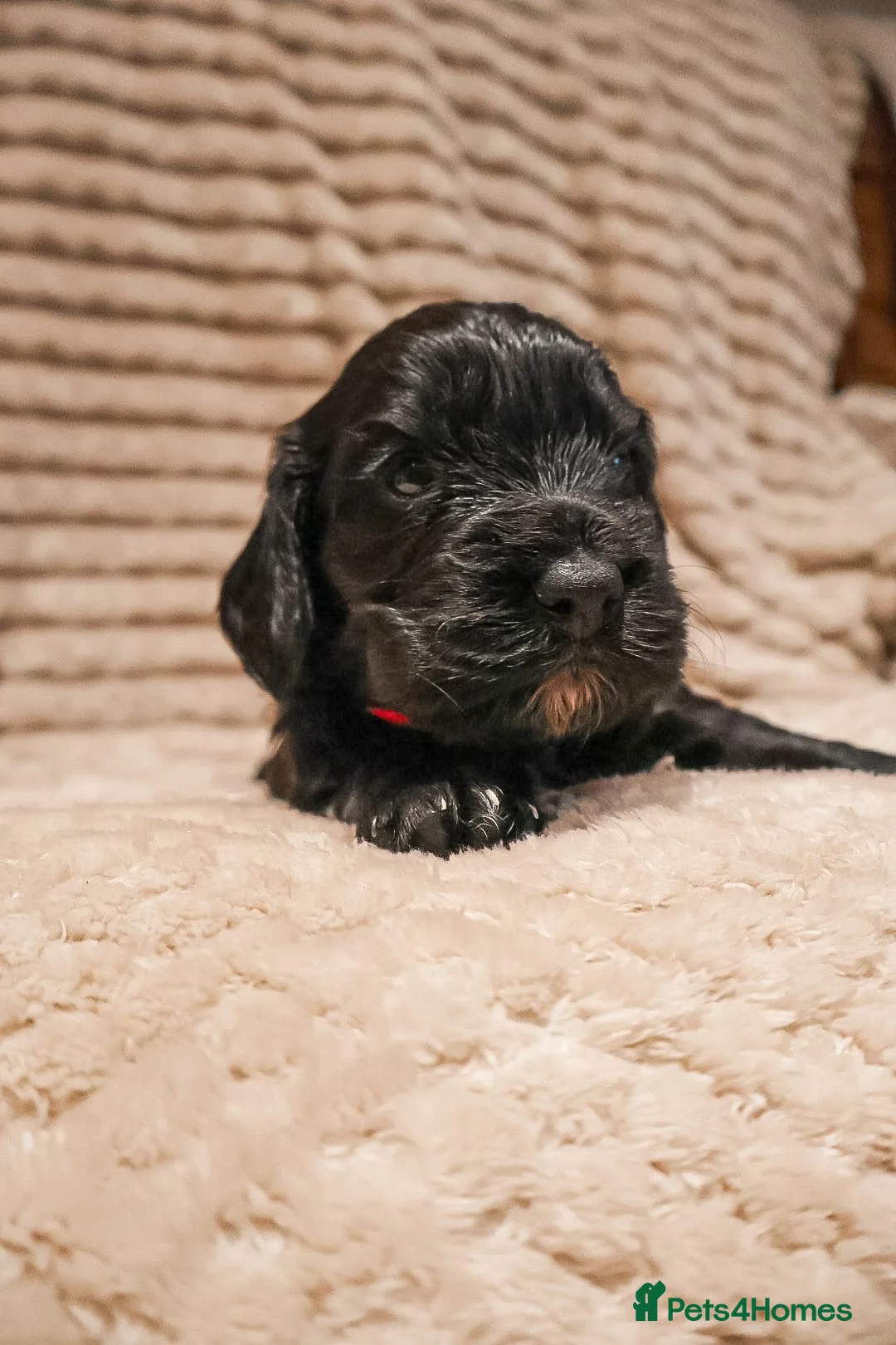 Cocker Spaniel dogs for sale: Cocker Spaniel Puppies - Advert 19