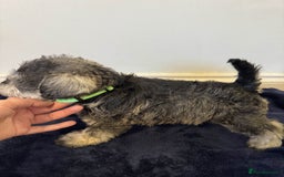 Miniature Schnauzer dogs for sale: 🩷 Ready to leave now for their forever homes 🩷 - Image 9