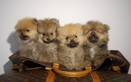 Pomeranian dogs for sale: UK's Best Toy Pomeranian Puppies  - Image 13
