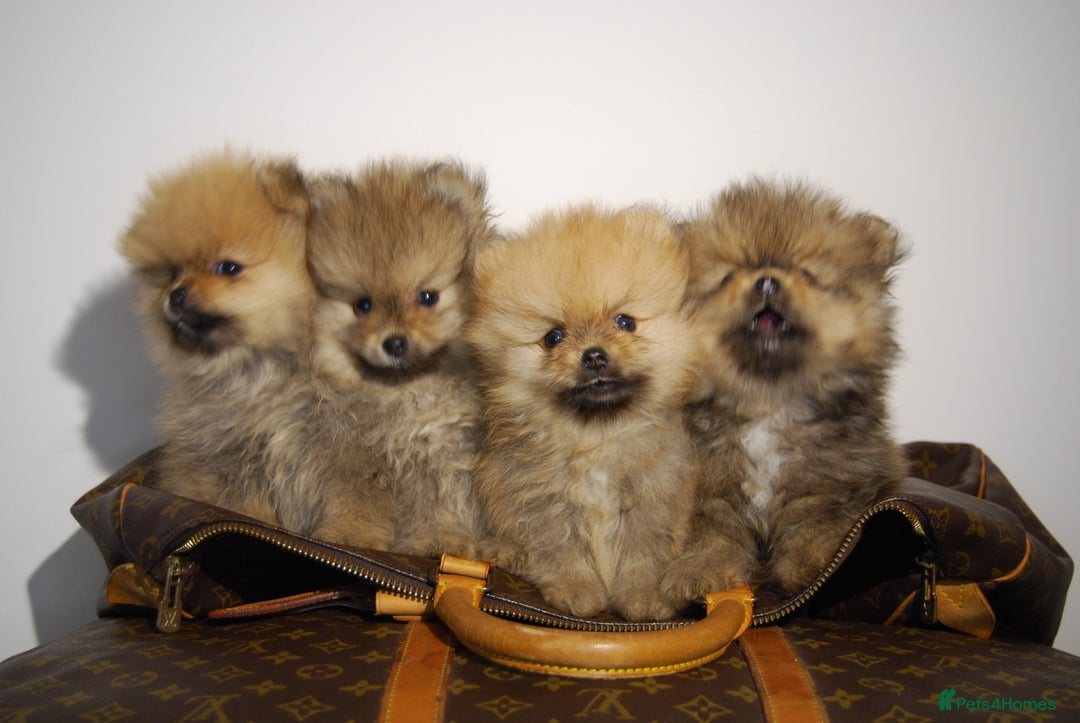 Pomeranian dogs for sale: UK's Best Toy Pomeranian Puppies  - Image 13