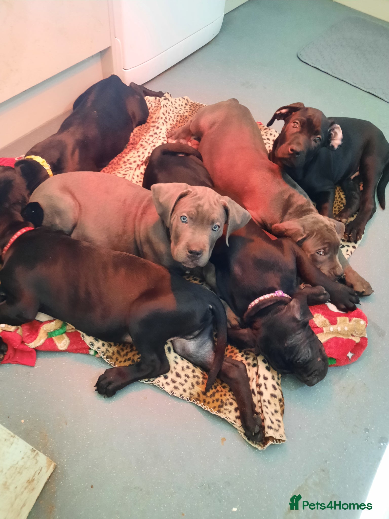 Cane Corso dogs Cane Corso puppies Ready To Leave! - Advert 9