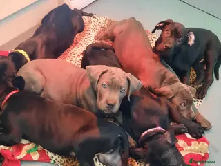 Cane Corso dogs Cane Corso puppies Ready To Leave! - Advert 9