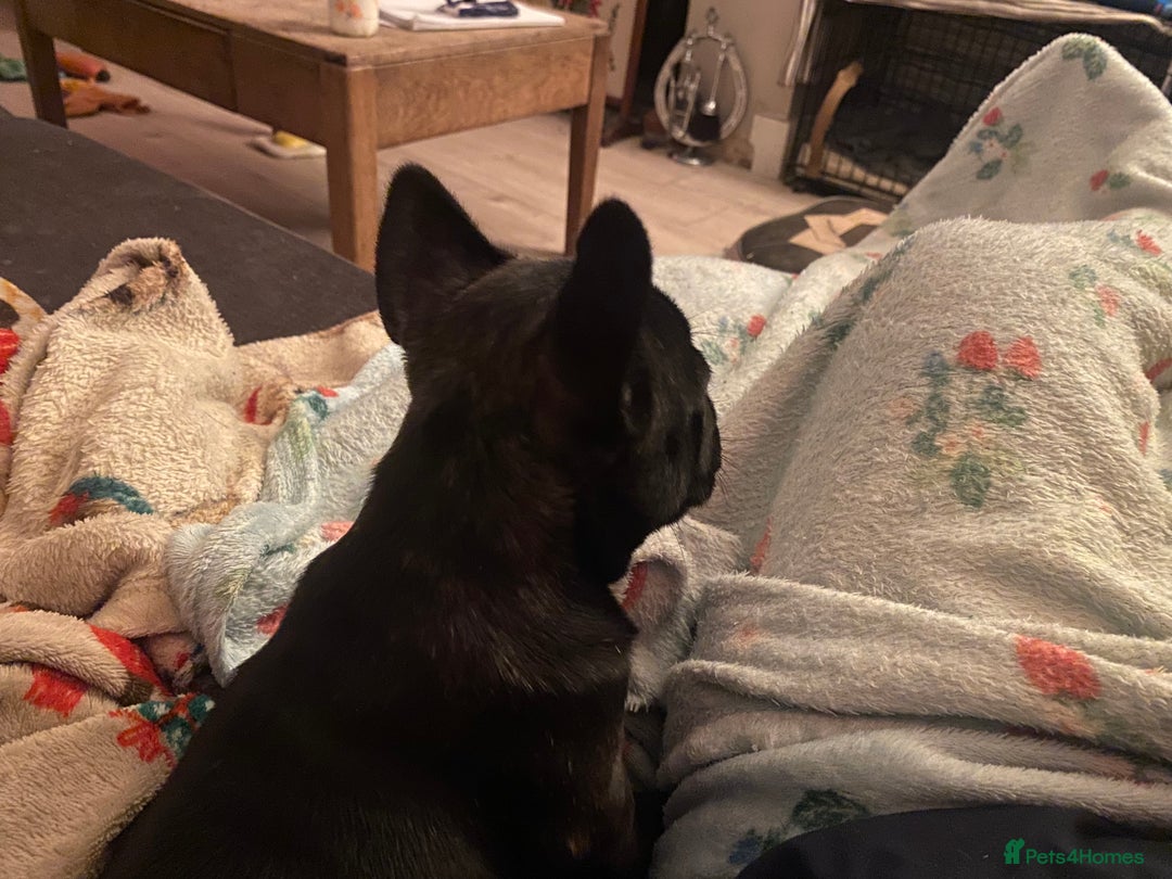 French Bulldog dogs for sale: Adorable male French bulldog puppy ready now - Advert 8