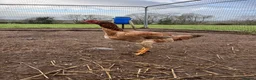 Chickens poultry for sale: Indio Gigante *LARGE BIRDS Portuguese bloodlines* - Advert 5