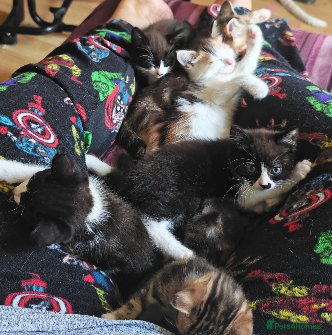 Khao Manee cats for sale: Mixed price Khao Manee kittens  - Image 22