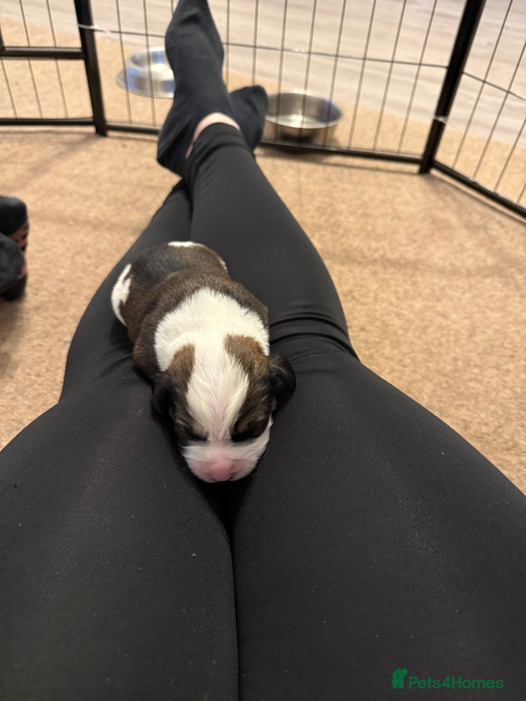 Cockerdor dogs for sale: Cocker spaniel/ Labrador puppies  - Advert 14