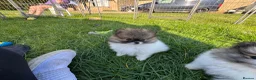 Pomeranian dogs for sale: BEAUTIFUL POMERANIAN GIRLS AVAILABLE  - Advert 9