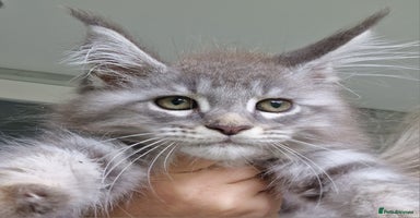 Maine Coon cats - Advert 1