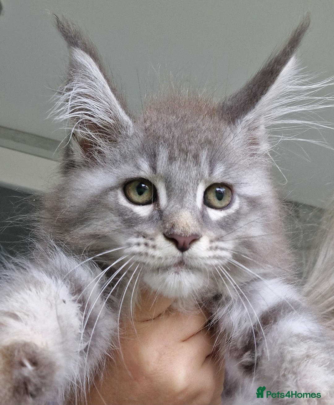 Maine Coon cats for sale: Maine coon kittens  - Image 3